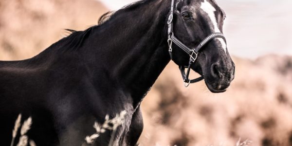 IMG_0838-Bearbeitet-2