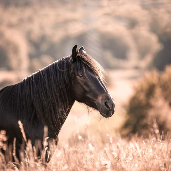 IMG_1150-Bearbeitet-3