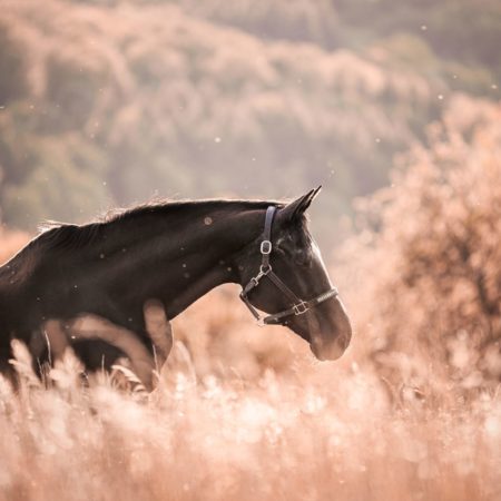 IMG_1450-Bearbeitet-2