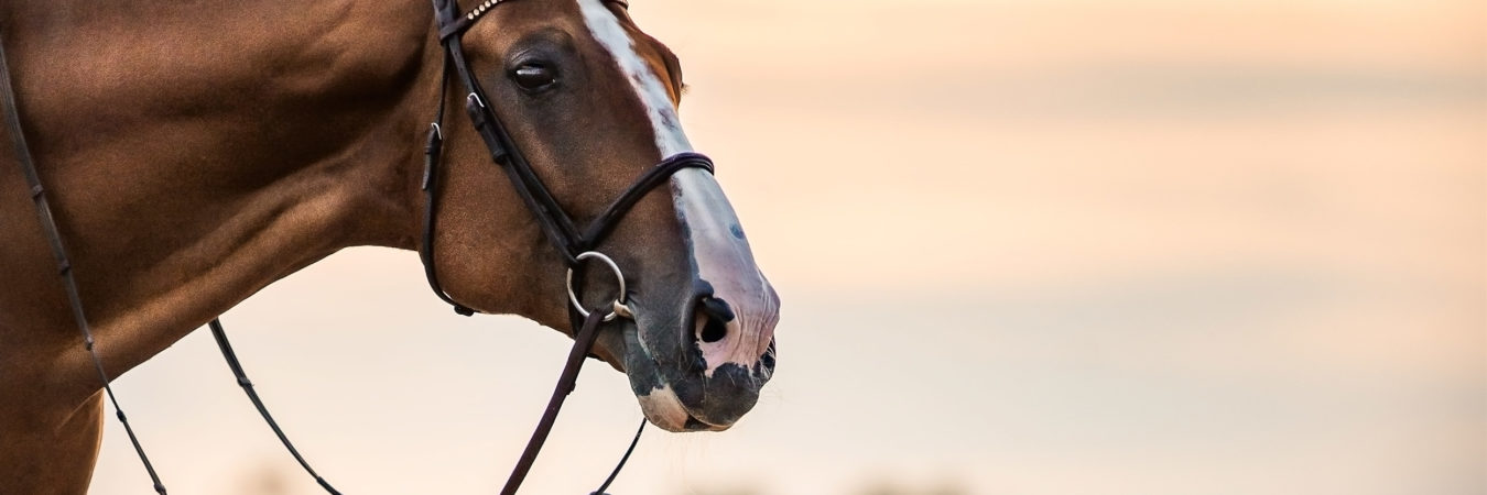 IMG_8808-Bearbeitet-2-Signature